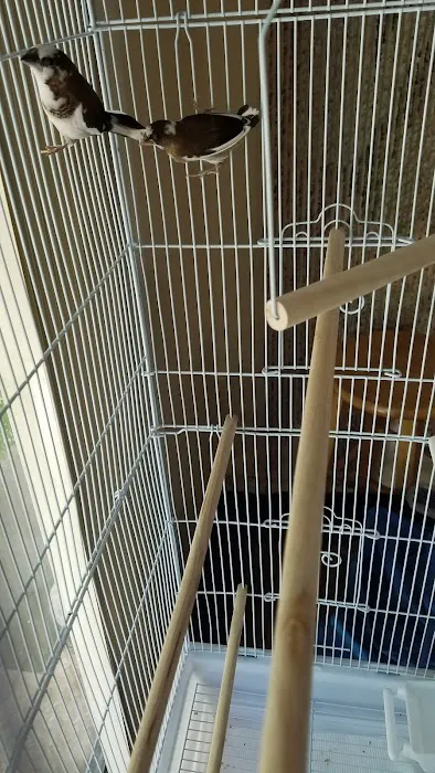 Bird Little Friend Pet Shop Picture 5