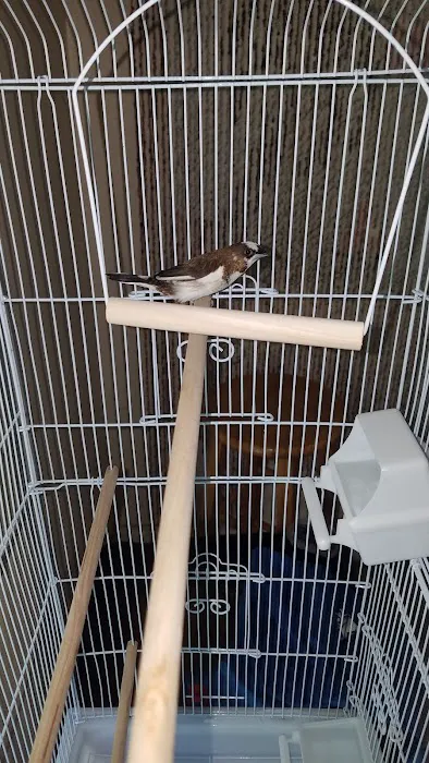 Bird Little Friend Pet Shop Picture 7