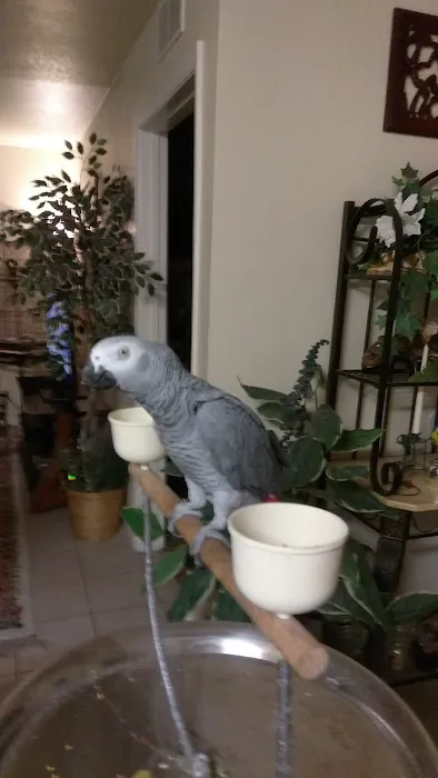 Bird Little Friend Pet Shop Picture 8