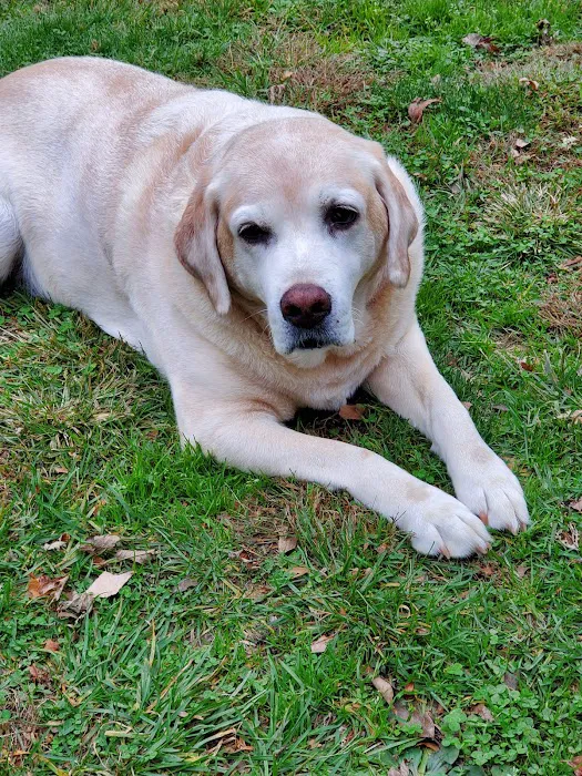 Laurelton Veterinary Hospital Picture 9