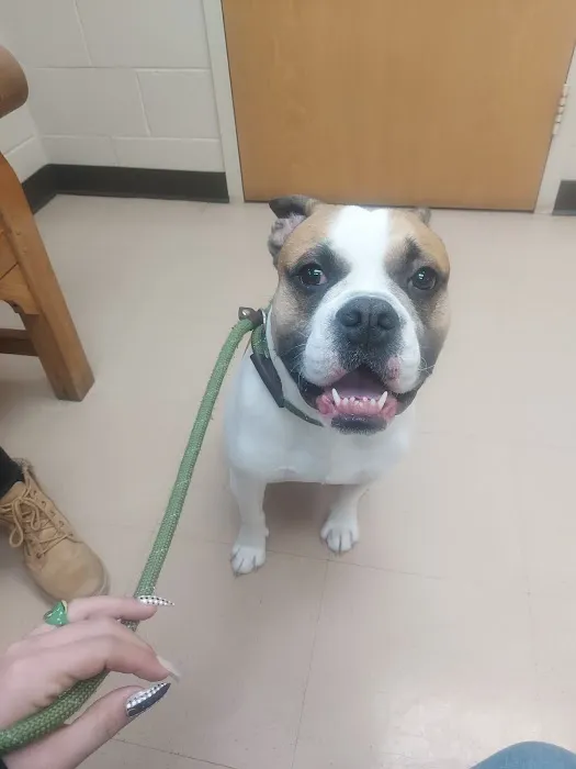 Laurelton Veterinary Hospital Picture 7