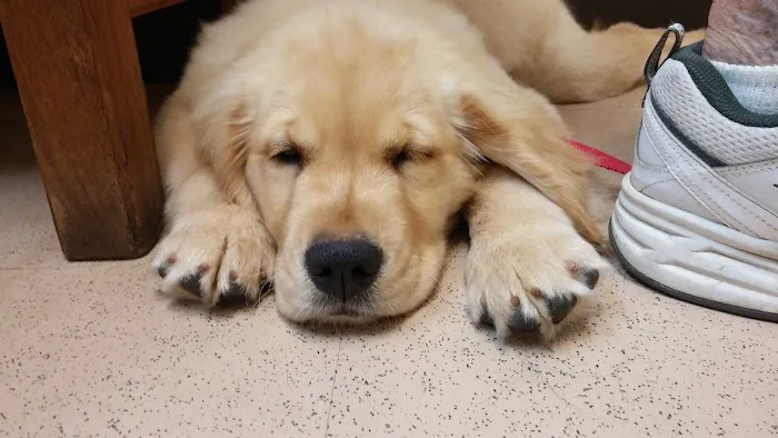 Laurelton Veterinary Hospital Picture 5