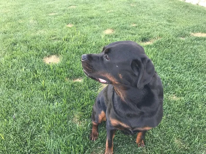 Laurelton Veterinary Hospital Picture 8