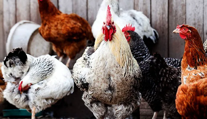 El Gallo Rojo Pet Shop Picture 3