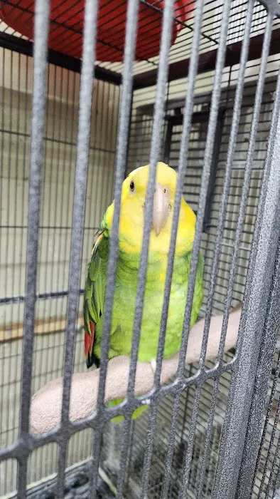 El Gallo Rojo Pet Shop Picture 8