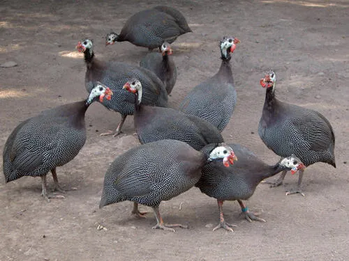 El Gallo Rojo Pet Shop Picture 1