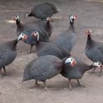 El Gallo Rojo Pet Shop