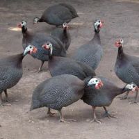El Gallo Rojo Pet Shop ico