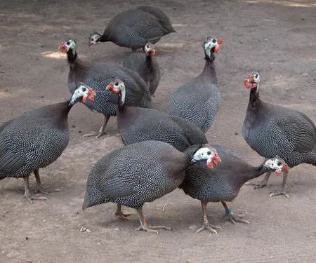 El Gallo Rojo Pet Shop