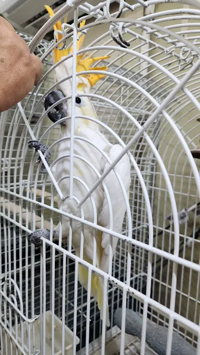 El Gallo Rojo Pet Shop Picture 5