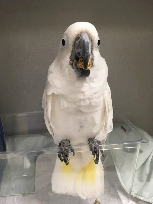 Nautilus Avian & Exotics Veterinary Specialists Picture 4