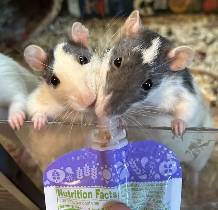 Nautilus Avian & Exotics Veterinary Specialists Picture 7