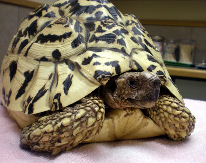 Nautilus Avian & Exotics Veterinary Specialists Picture 5