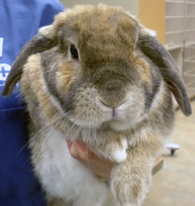 Nautilus Avian & Exotics Veterinary Specialists Picture 6