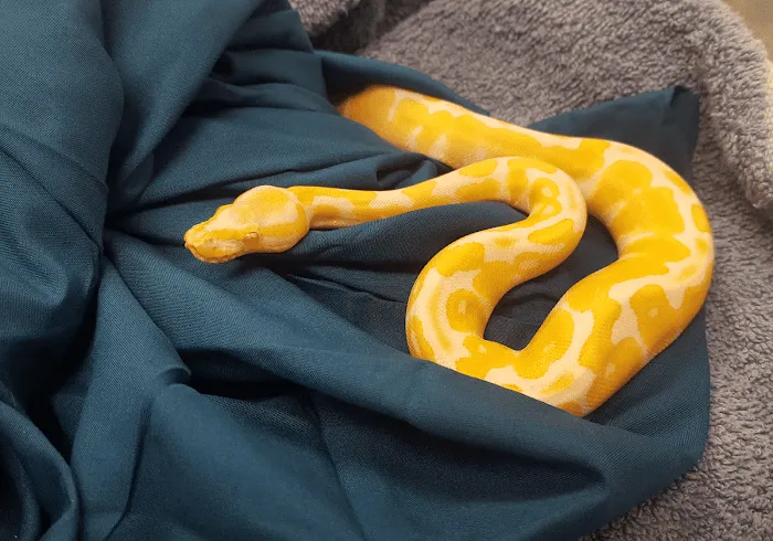 Nautilus Avian & Exotics Veterinary Specialists Picture 9