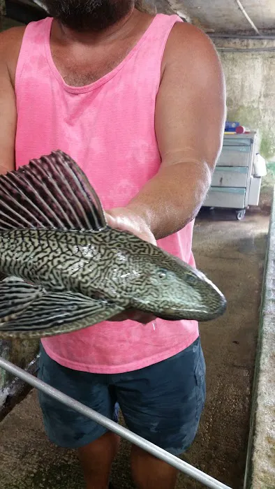 Liles Tropical Fish Picture 5