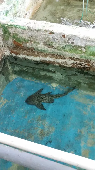 Liles Tropical Fish Picture 3