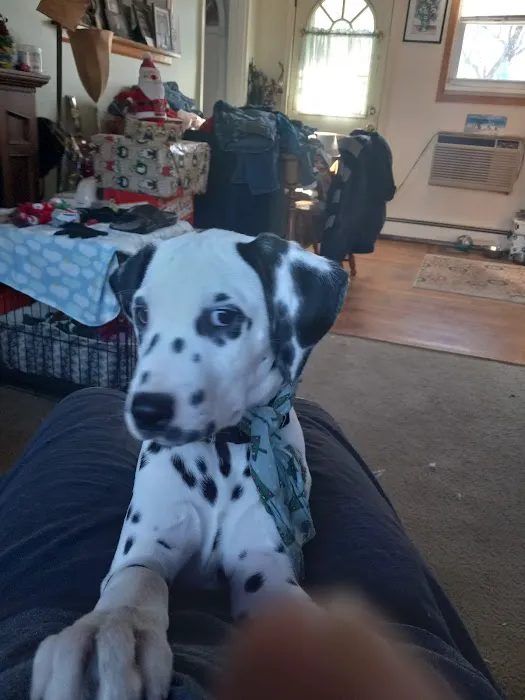 Brick Town Veterinary Hospital Picture 7