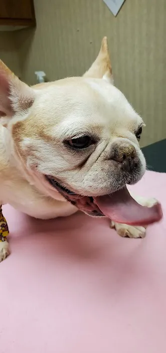 Brick Town Veterinary Hospital Picture 2