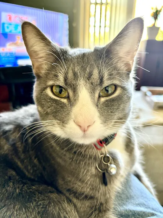 Brick Town Veterinary Hospital Picture 5