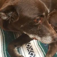 Brick Town Veterinary Hospital ico