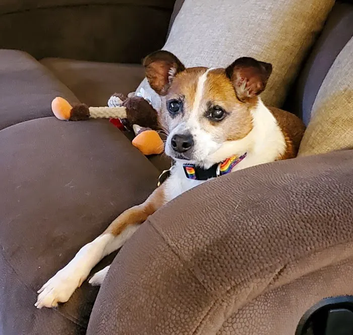 Brick Town Veterinary Hospital Picture 4