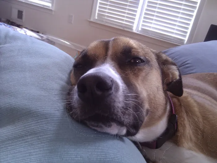 Brick Town Veterinary Hospital Picture 9