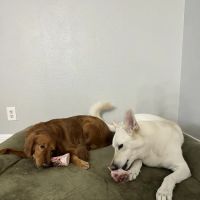 Dogs Gone Roar LLC ico