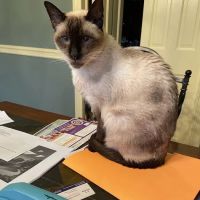 Dr. Debra A Fiorito, DVM ico