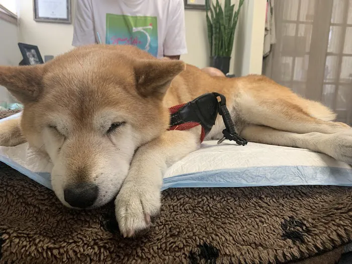 Hands to Paws Picture 3