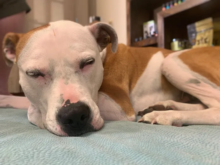 Hands to Paws Picture 1