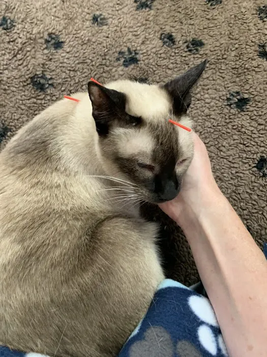 Hands to Paws Picture 4