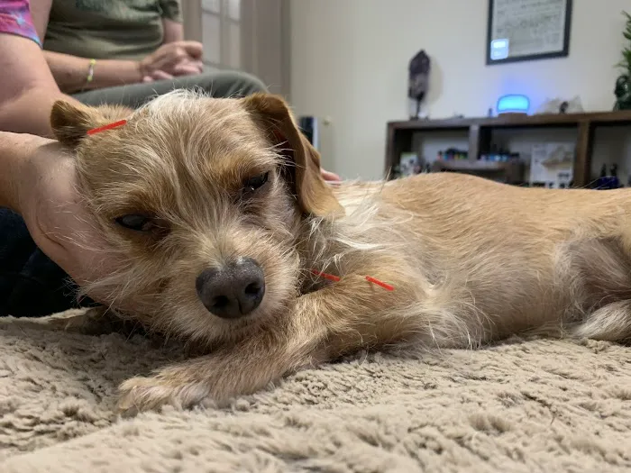 Hands to Paws Picture 10