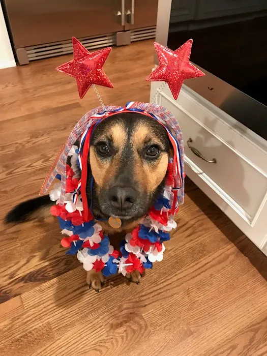 Hands to Paws Picture 7