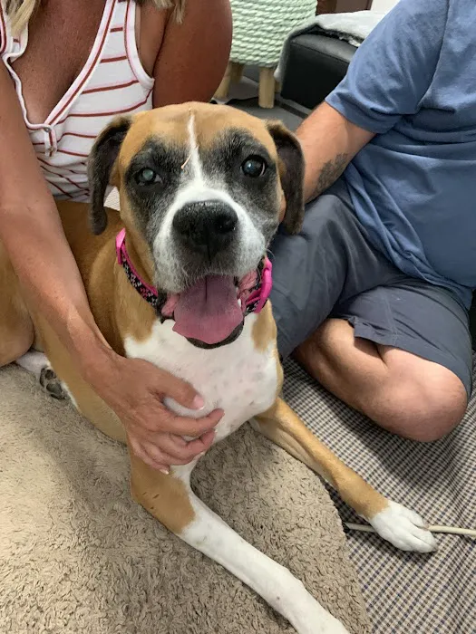 Hands to Paws Picture 8