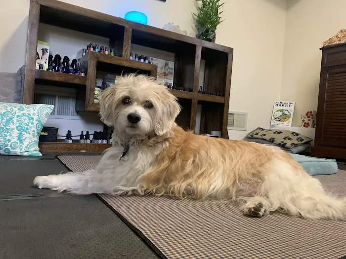 Hands to Paws Picture 6