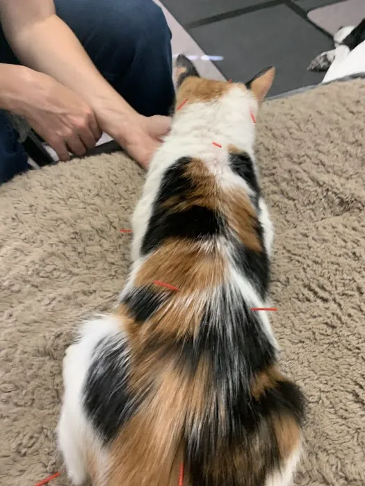 Hands to Paws Picture 5