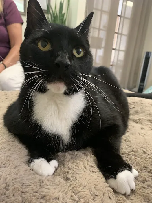 Hands to Paws Picture 9