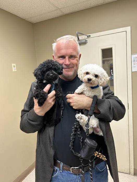 The Sweet Life of a Toy Poodle Picture 3