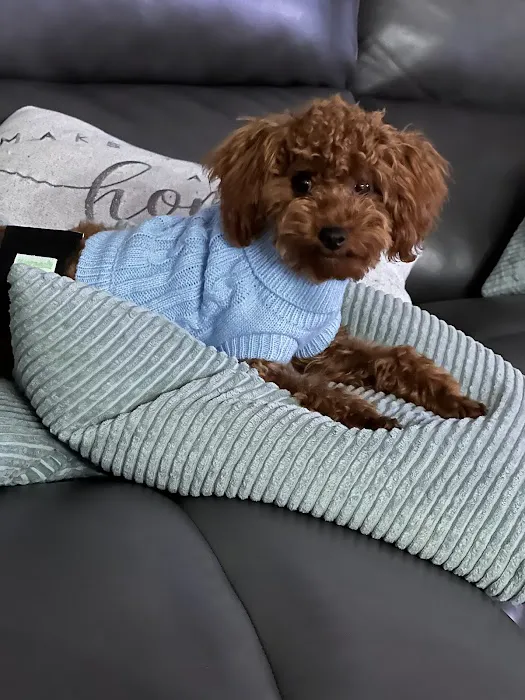 The Sweet Life of a Toy Poodle Picture 1