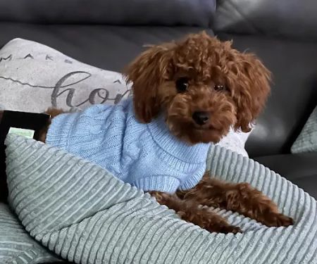 The Sweet Life of a Toy Poodle
