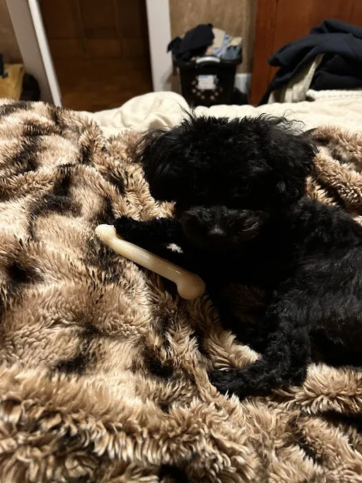 The Sweet Life of a Toy Poodle Picture 7
