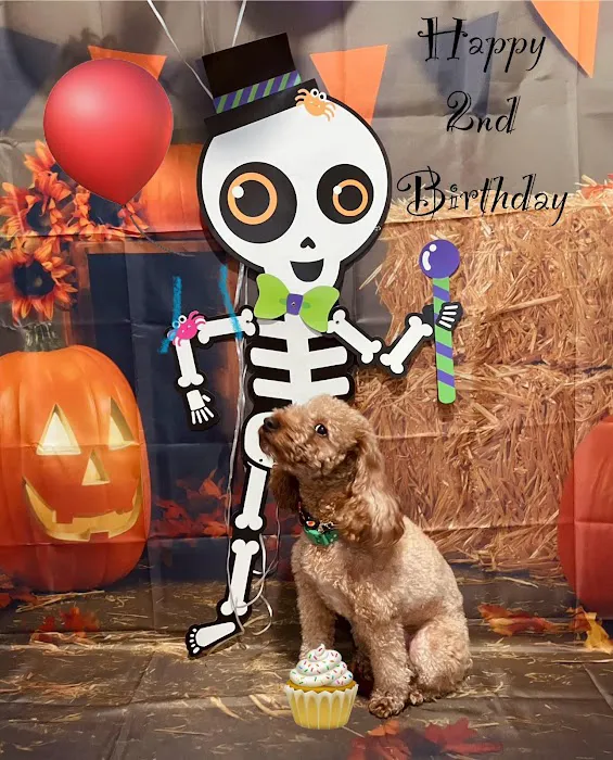 The Sweet Life of a Toy Poodle Picture 8