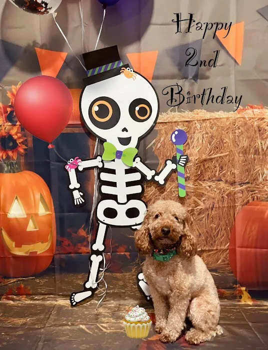 The Sweet Life of a Toy Poodle Picture 10