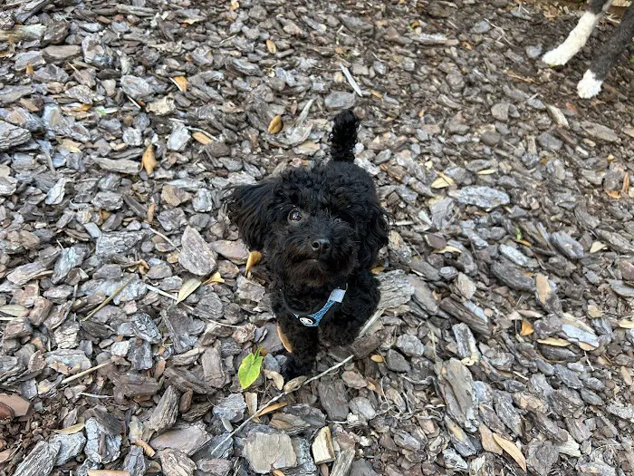The Sweet Life of a Toy Poodle Picture 2