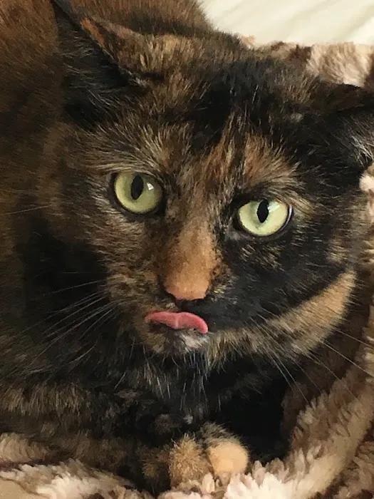 Squan Animal Hospital Picture 7