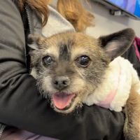 Squan Animal Hospital ico