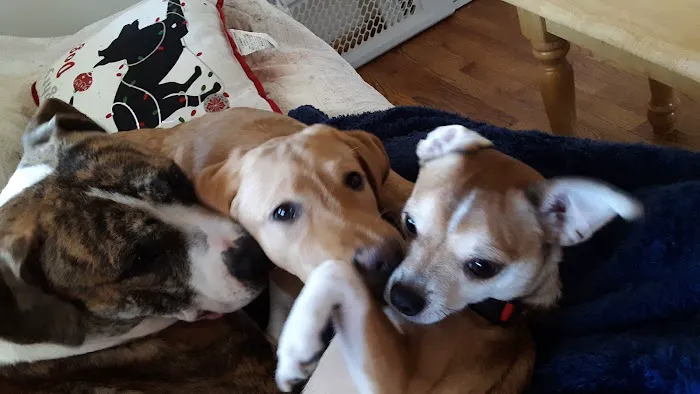 Squan Animal Hospital Picture 10