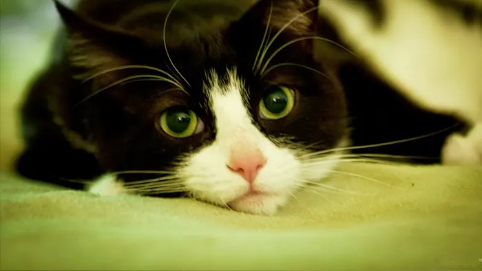 Squan Animal Hospital Picture 9