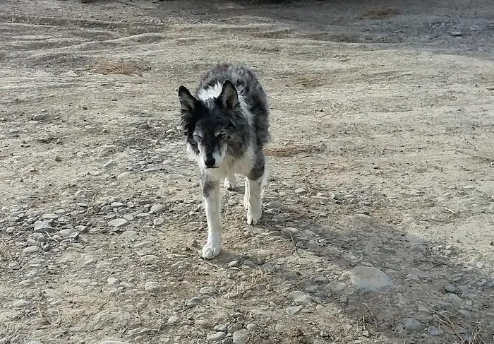 Creatures Large & Small Animal Hospital Picture 2